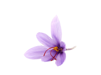 Flower Seeds